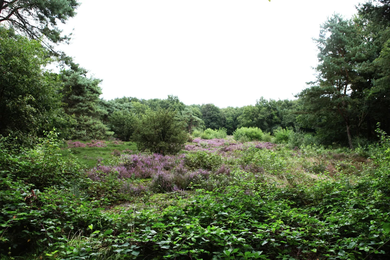 De Wildenberg-Tuinen zomer