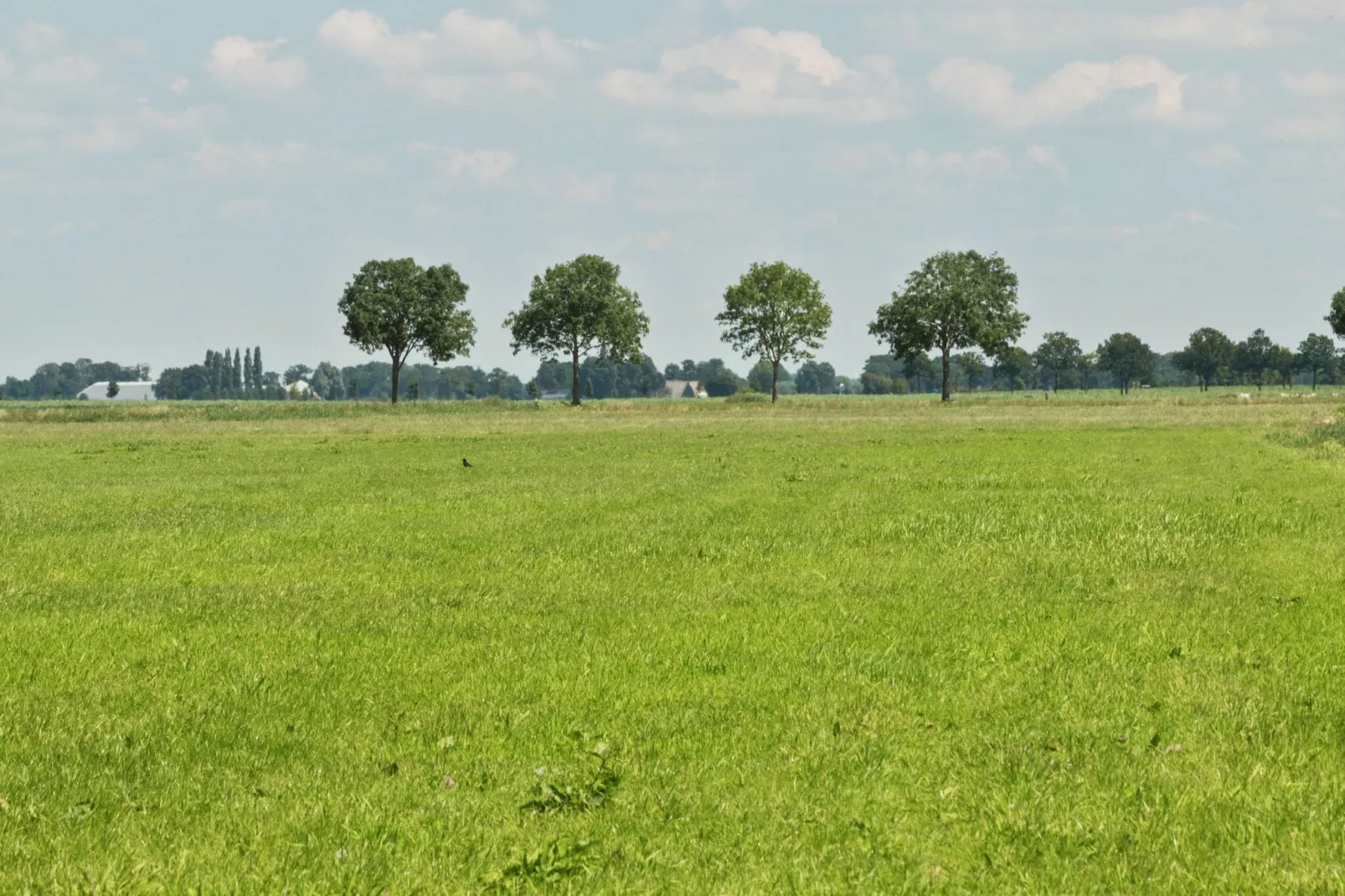 Chalet Veluwemeer-Gebieden zomer 1km