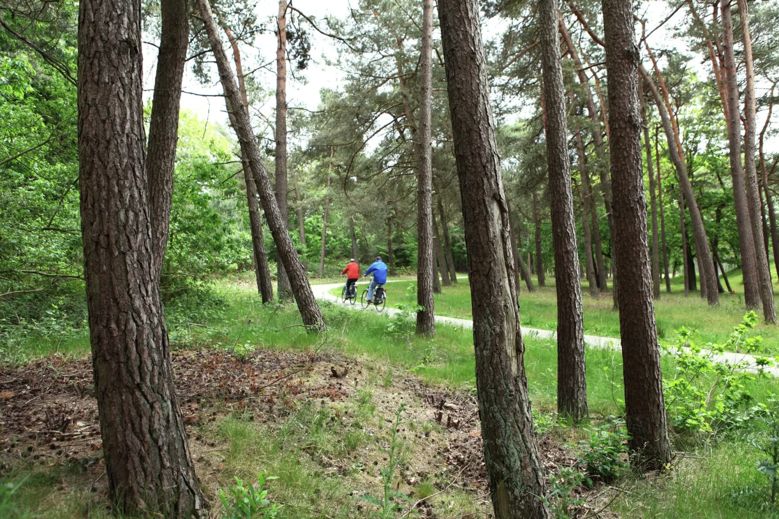 De grove Den-Gebieden zomer 1km