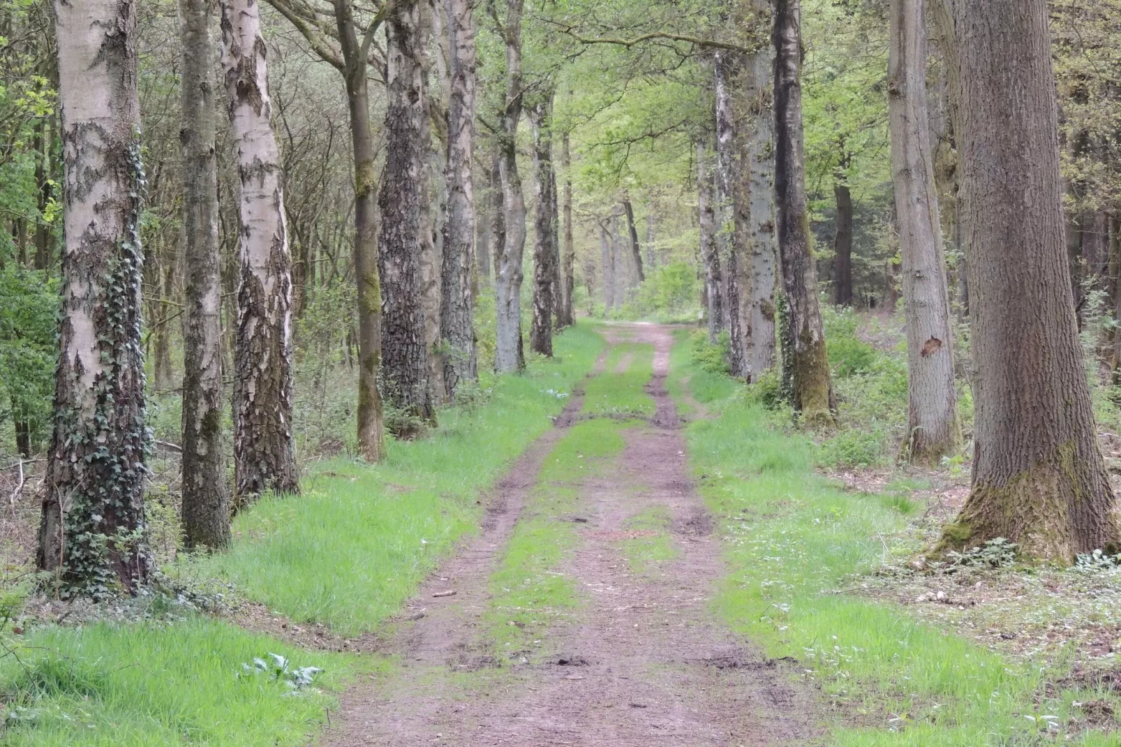 Sfeervolle wellness bungalow met tuin, in natuurrijk gebied-Gebieden zomer 1km