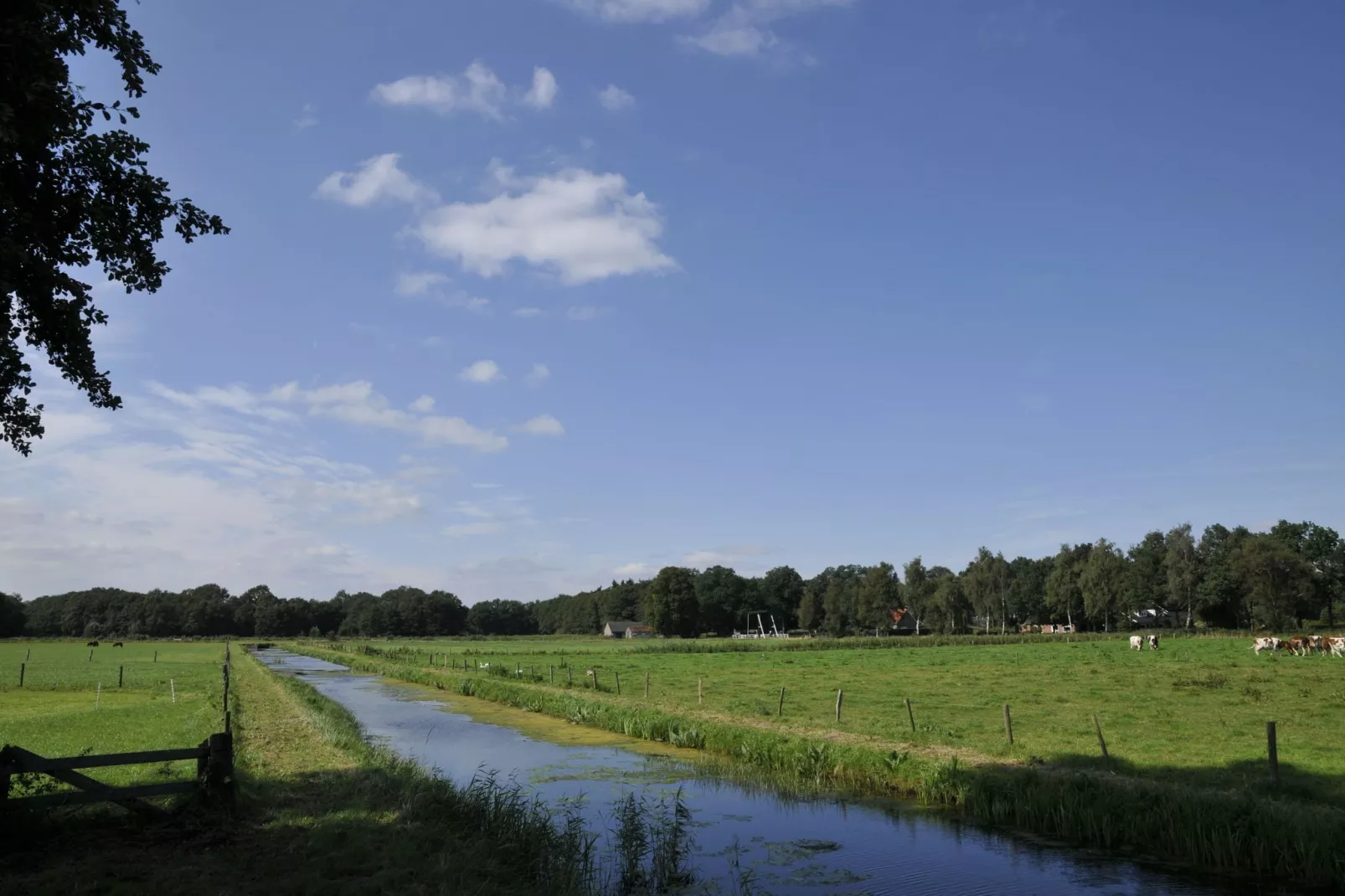 Wildeman-Gebieden zomer 5km