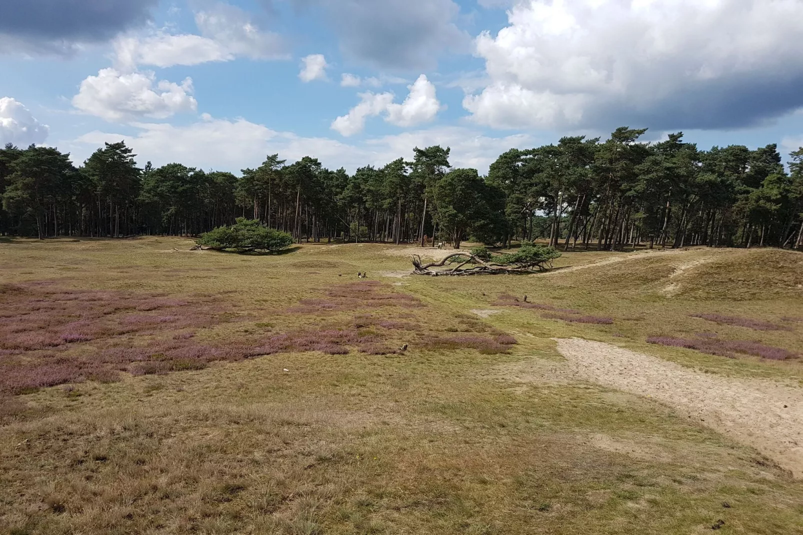 Buitenplaats Berg en Bos nummer 18-Gebieden zomer 1km