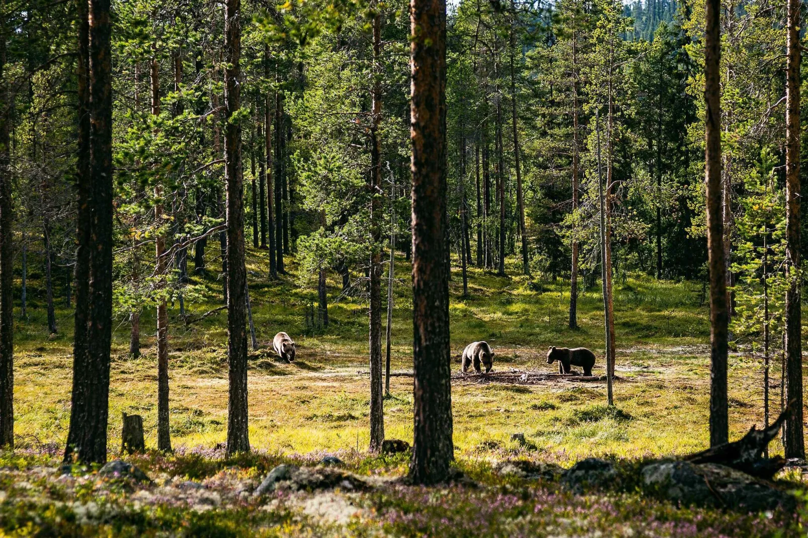 8 persoons vakantie huis in LOFSDALEN-Uitzicht