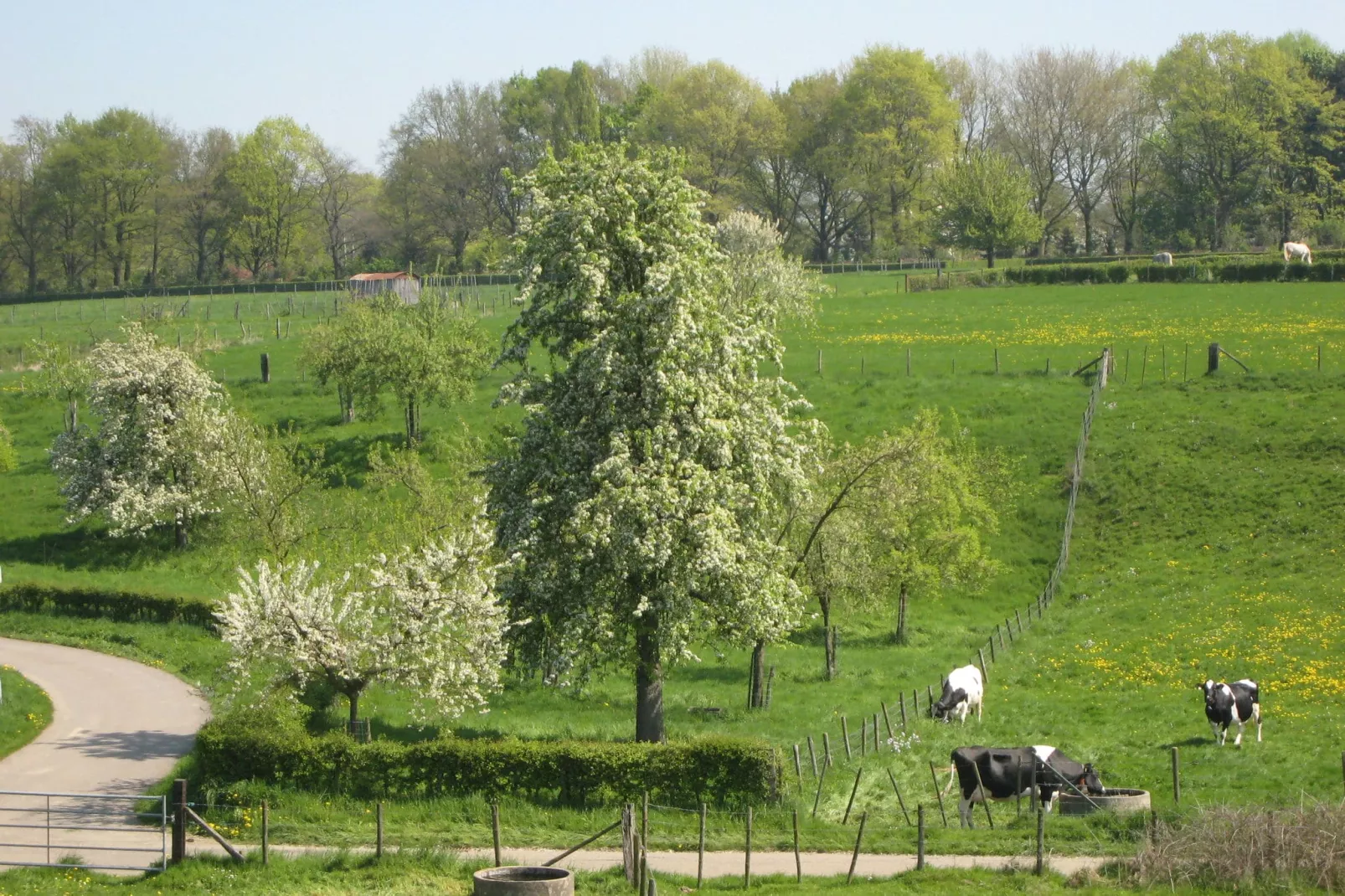 Honthem-Gebieden zomer 1km