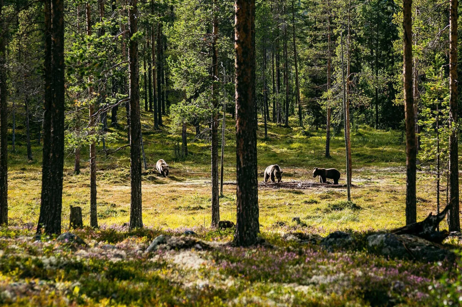 8 persoons vakantie huis in LOFSDALEN-Uitzicht