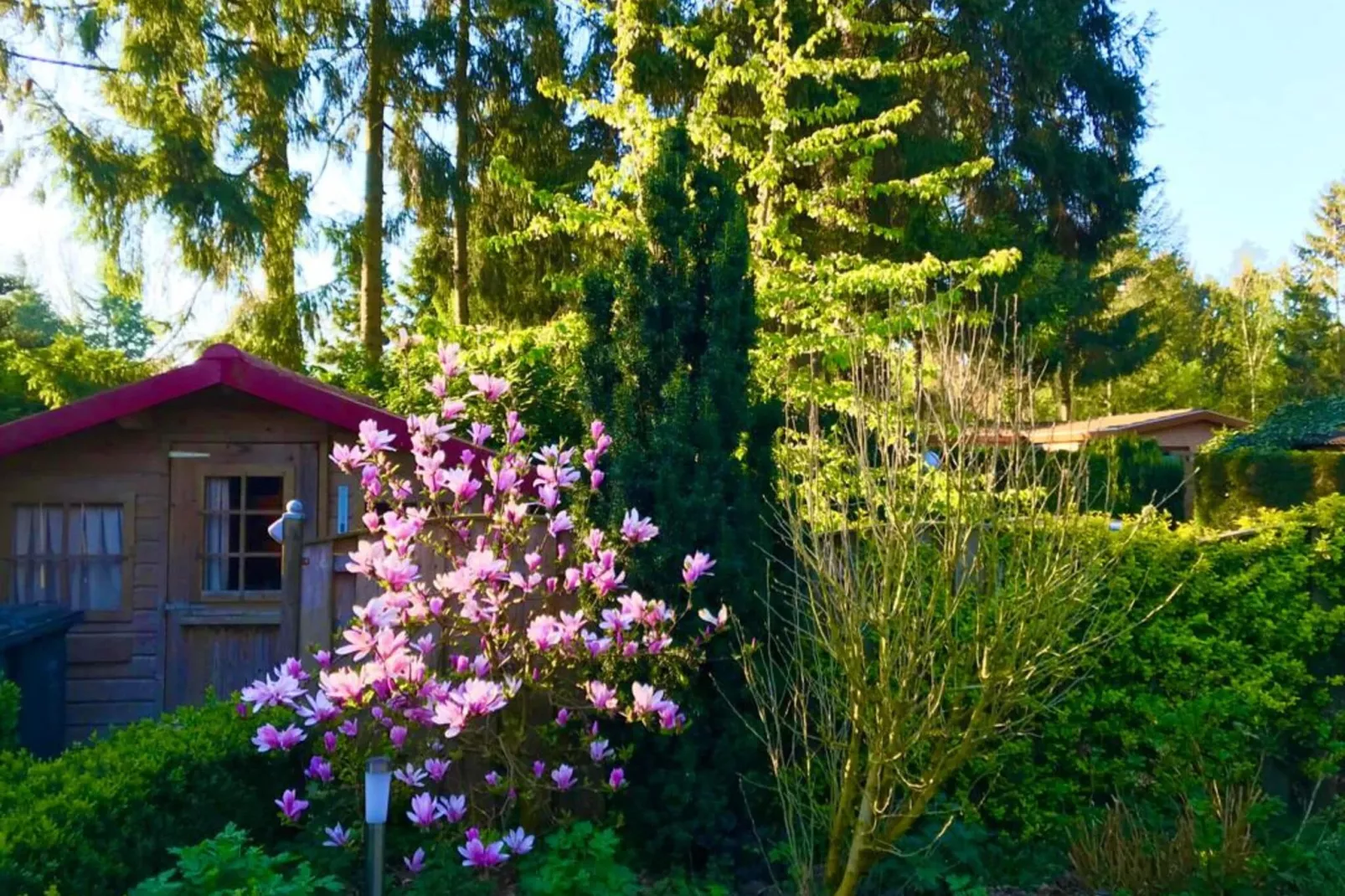 Chalet 'Bosanemoon'-Buitenkant zomer