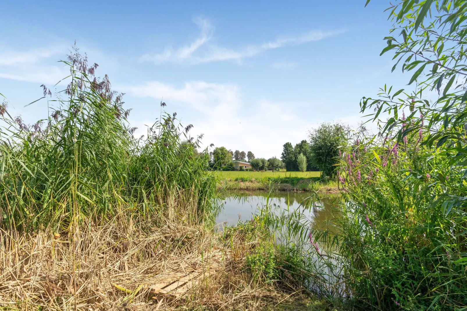 Heerlijk Horsterwold-Uitzicht zomer