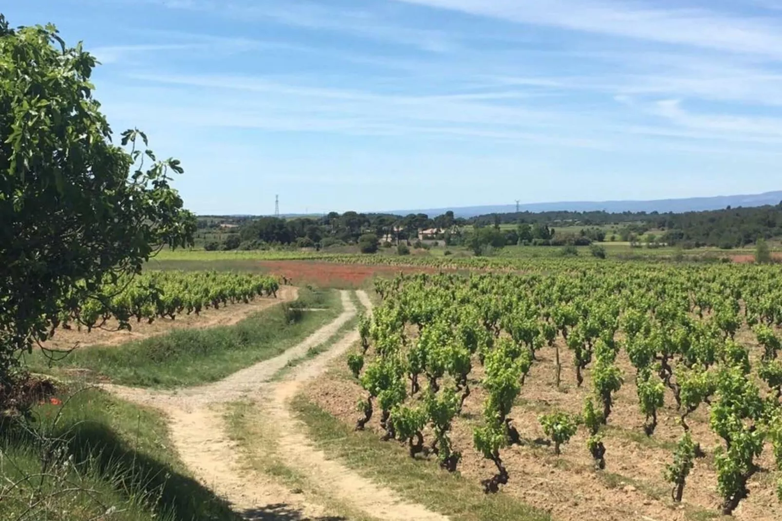 Chateau Henry-Sfeer