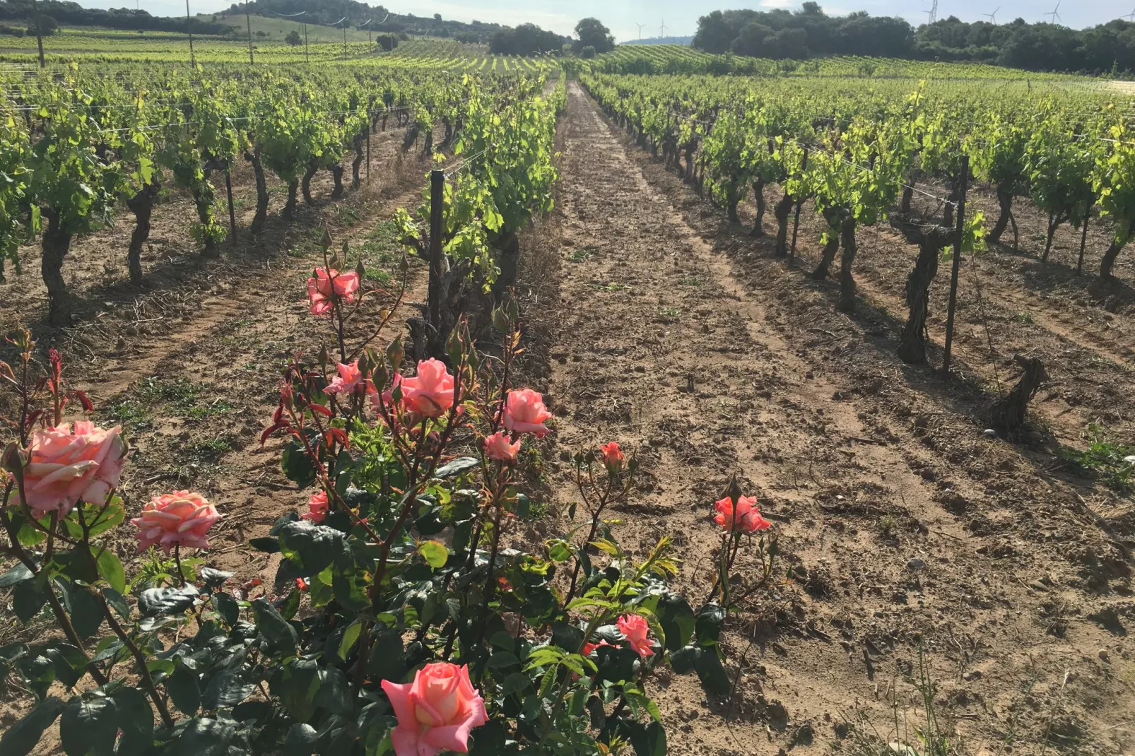 Villa Le Sauvignon-Gebieden zomer 1km