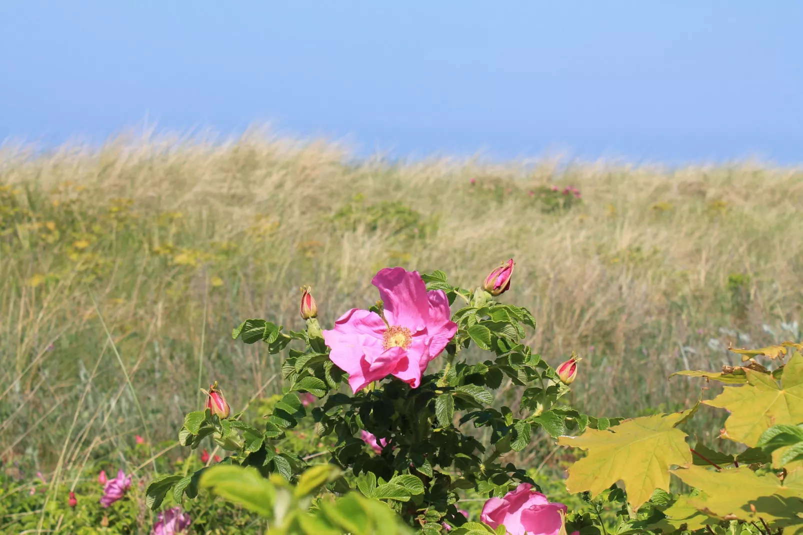 Harderhof 3-Gebieden zomer 5km