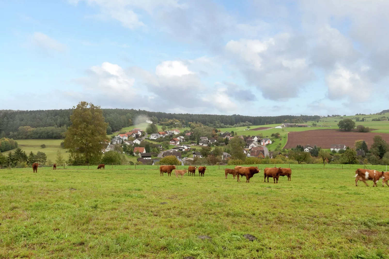 Am Wald-Gebieden zomer 1km