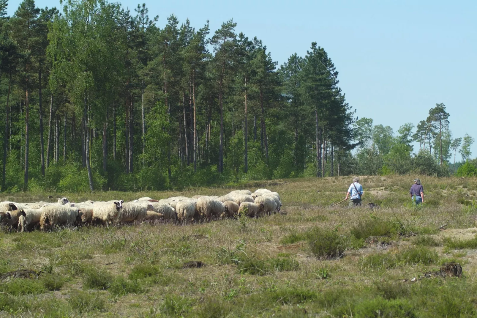 Bospark de Schaapskooi 8-Gebieden zomer 20km