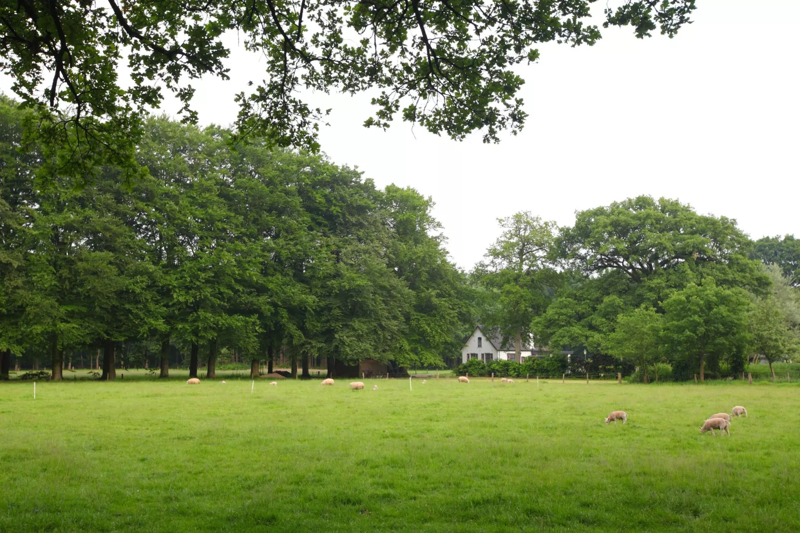 Bospark de Schaapskooi 8-Gebieden zomer 5km