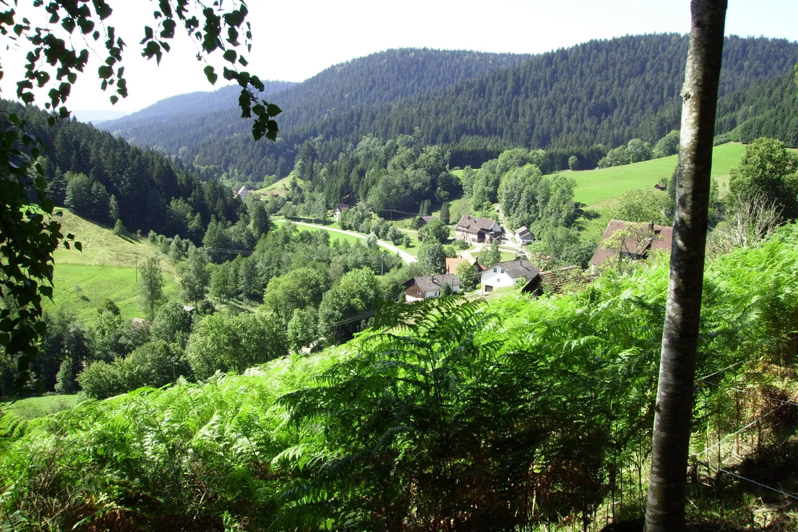 Schwarzwald-Gebieden zomer 1km