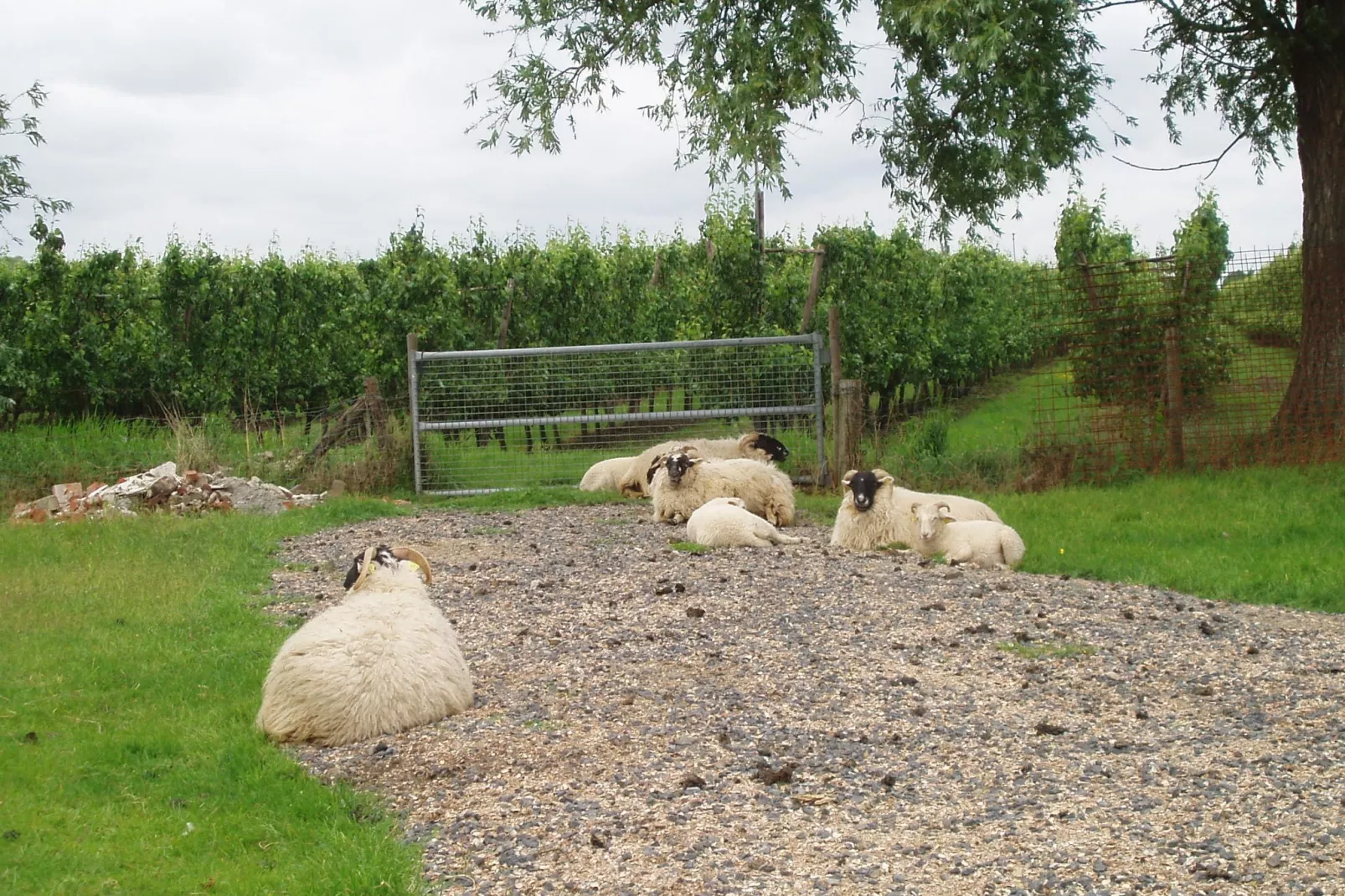 De Biezenpolder 't Groothuus-Tuinen zomer