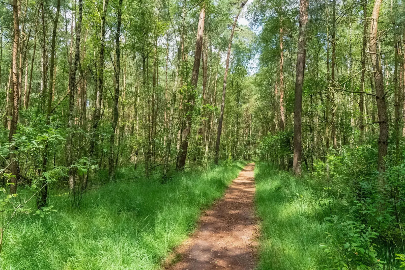 Het Haasje-Gebieden zomer 5km