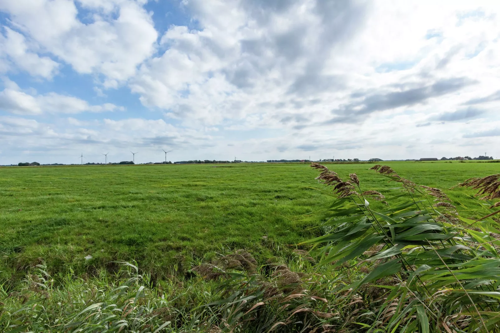 't Friese Koetshuis-Uitzicht zomer