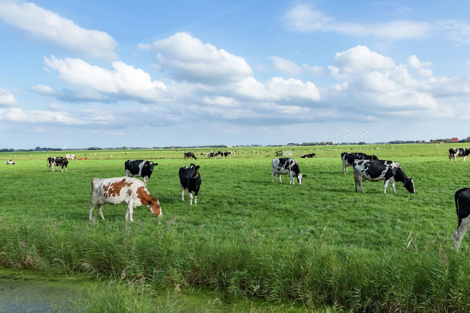 't Friese Koetshuis-Gebieden zomer 1km