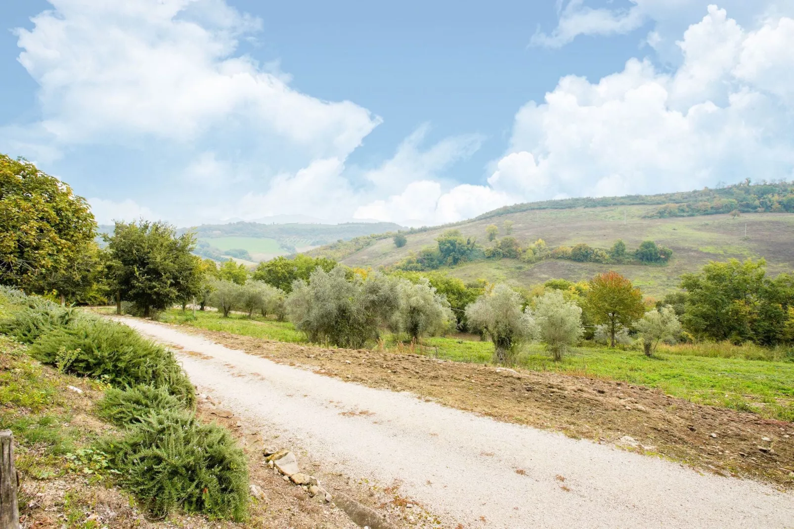 Poggio-Gebieden zomer 1km