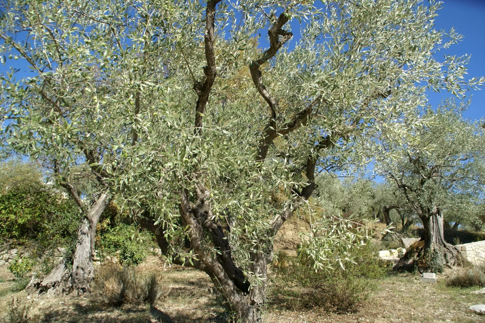 Villa Les Dentelles-Tuinen zomer
