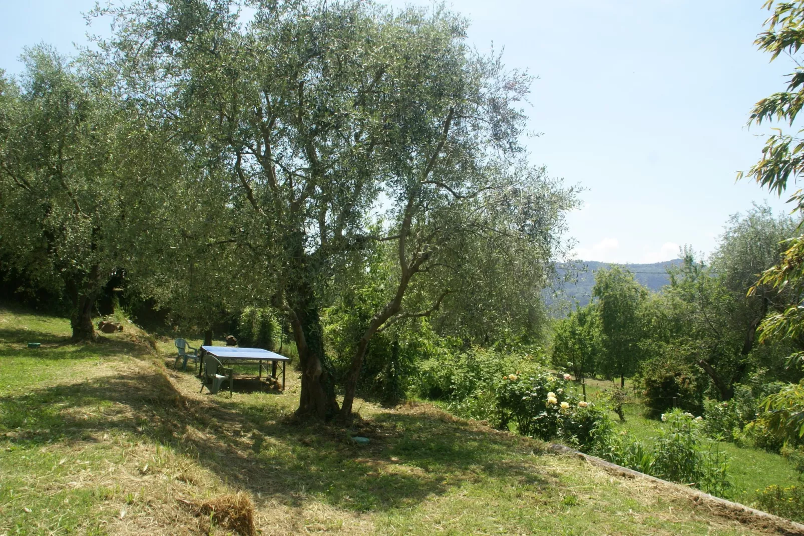 Berre les Alpes-Tuinen zomer