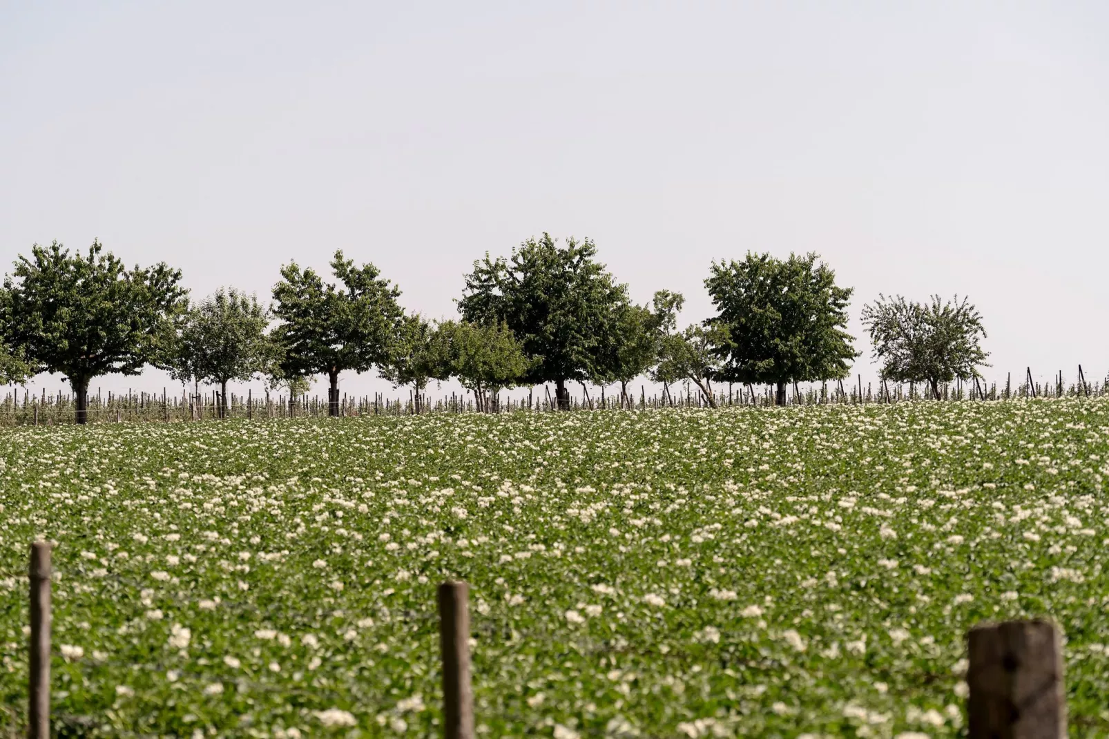 Meschermolen 7-Gebieden zomer 1km