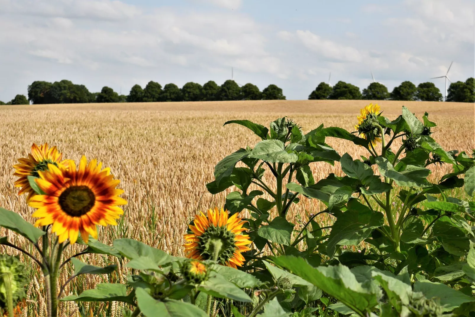 Am Ostsee Radweg-Sfeer