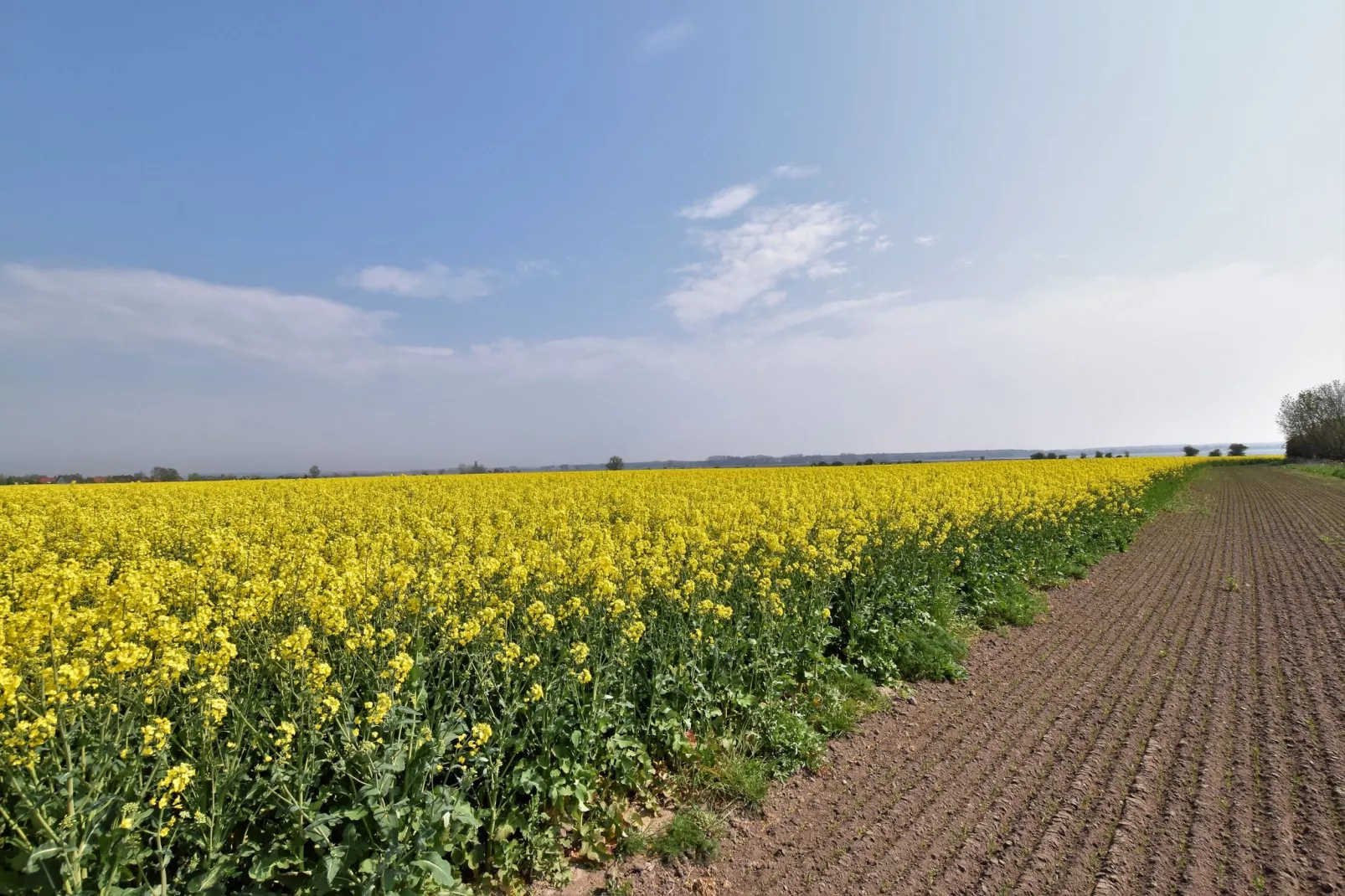 Poeler Damm Blick-Uitzicht zomer