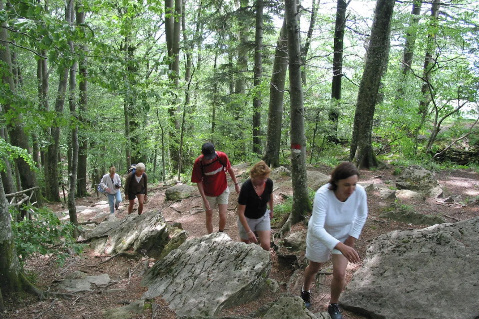 Casina-Gebieden zomer 1km