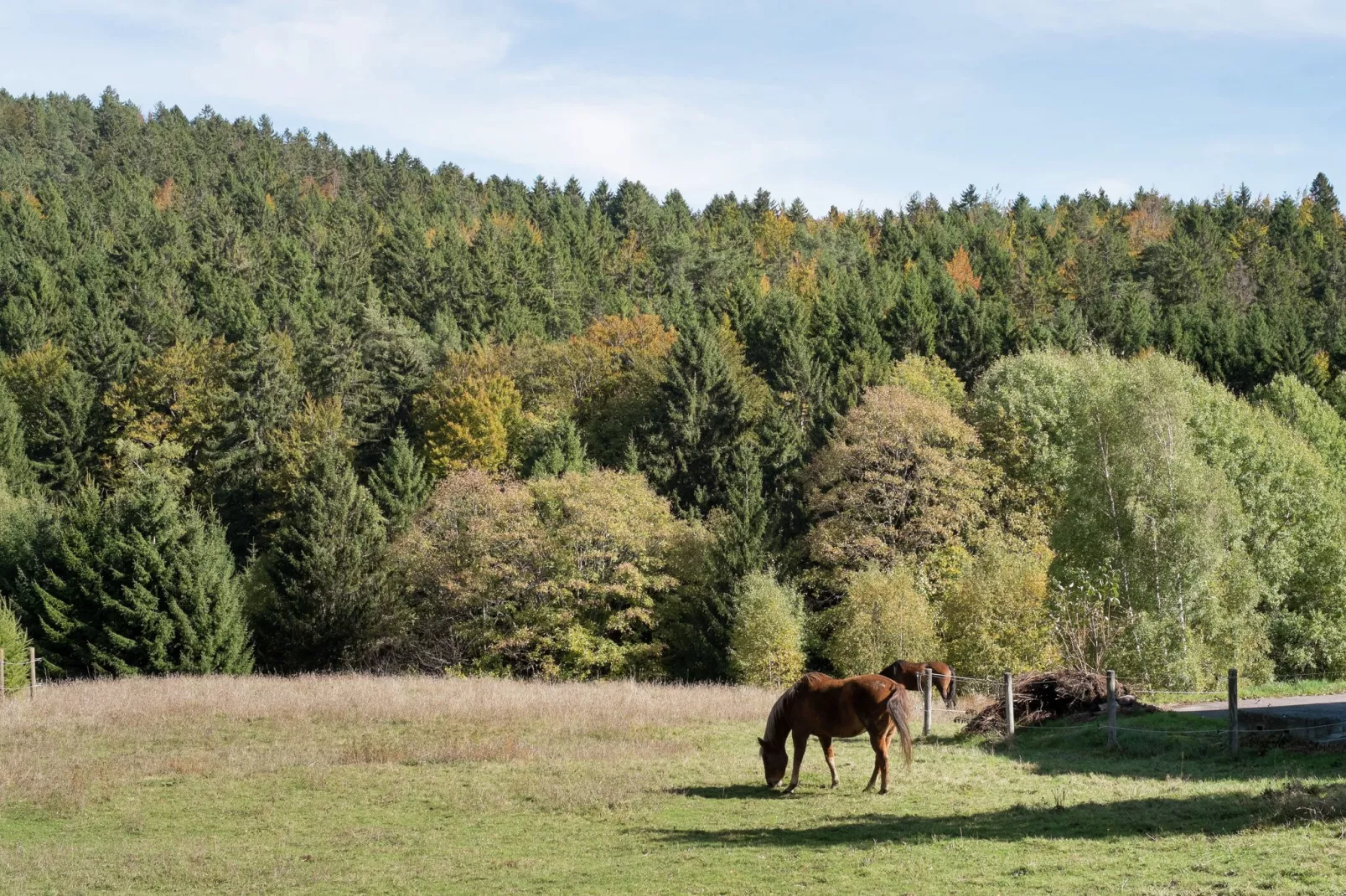 Altes Forsthaus-Gebieden zomer 5km