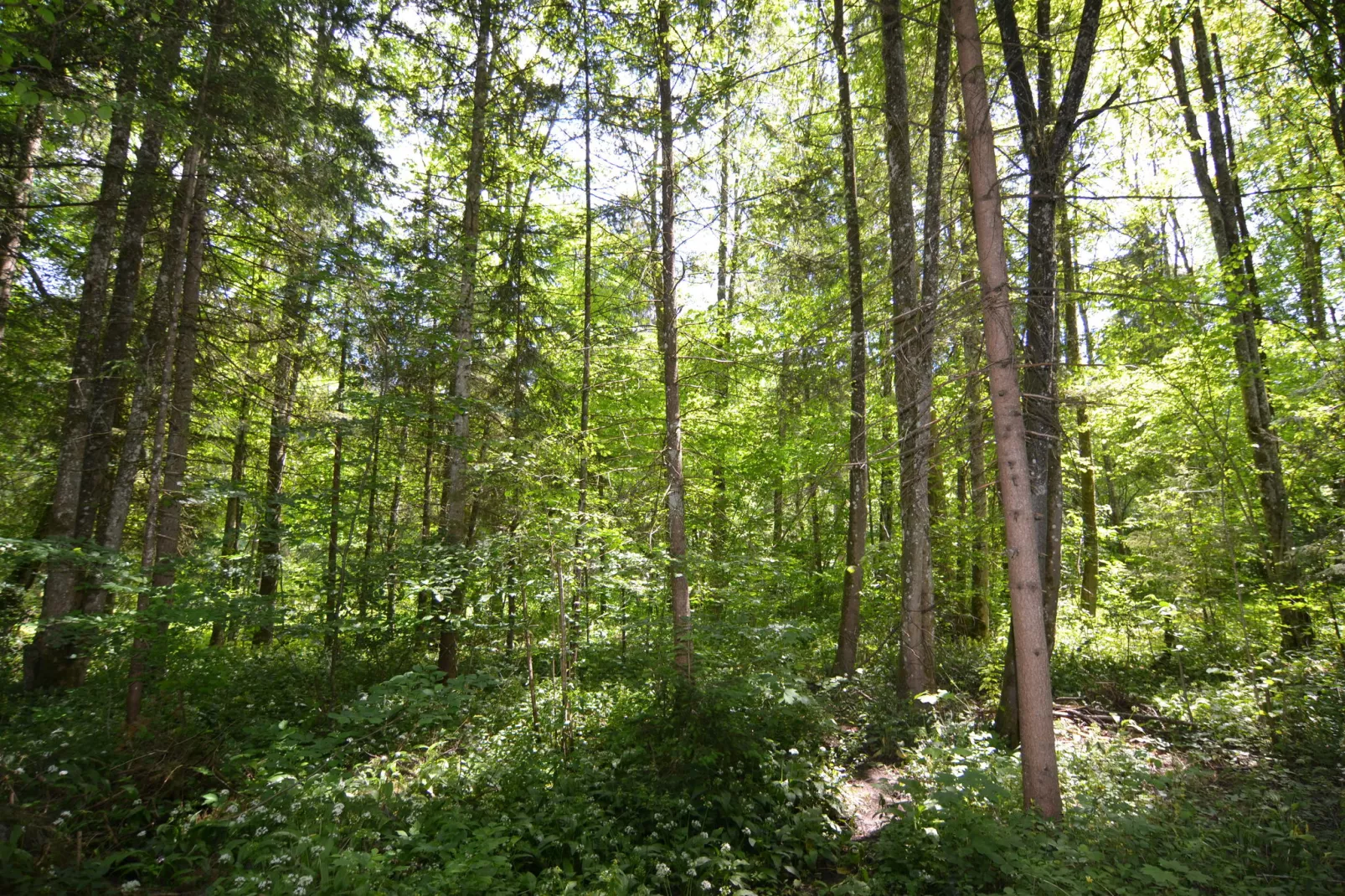 Schönau am Königssee-Gebieden zomer 1km