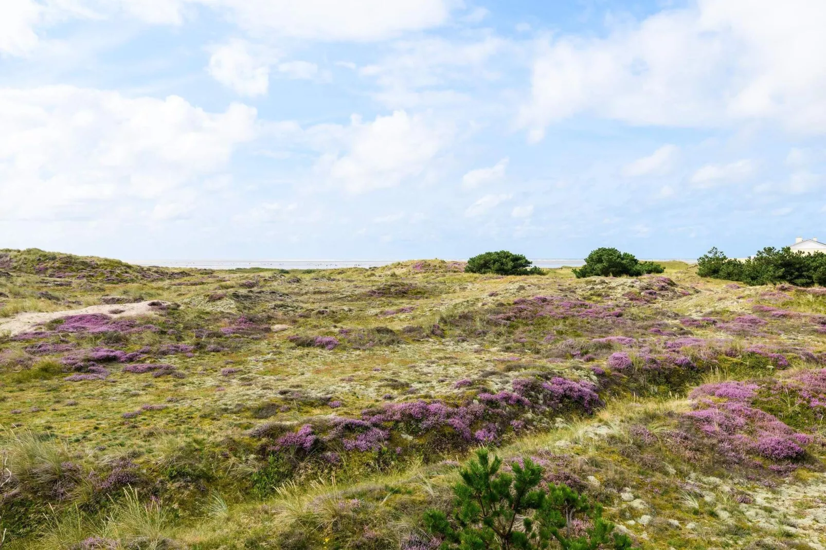 6 persoons vakantie huis in Fanø-Buitenlucht