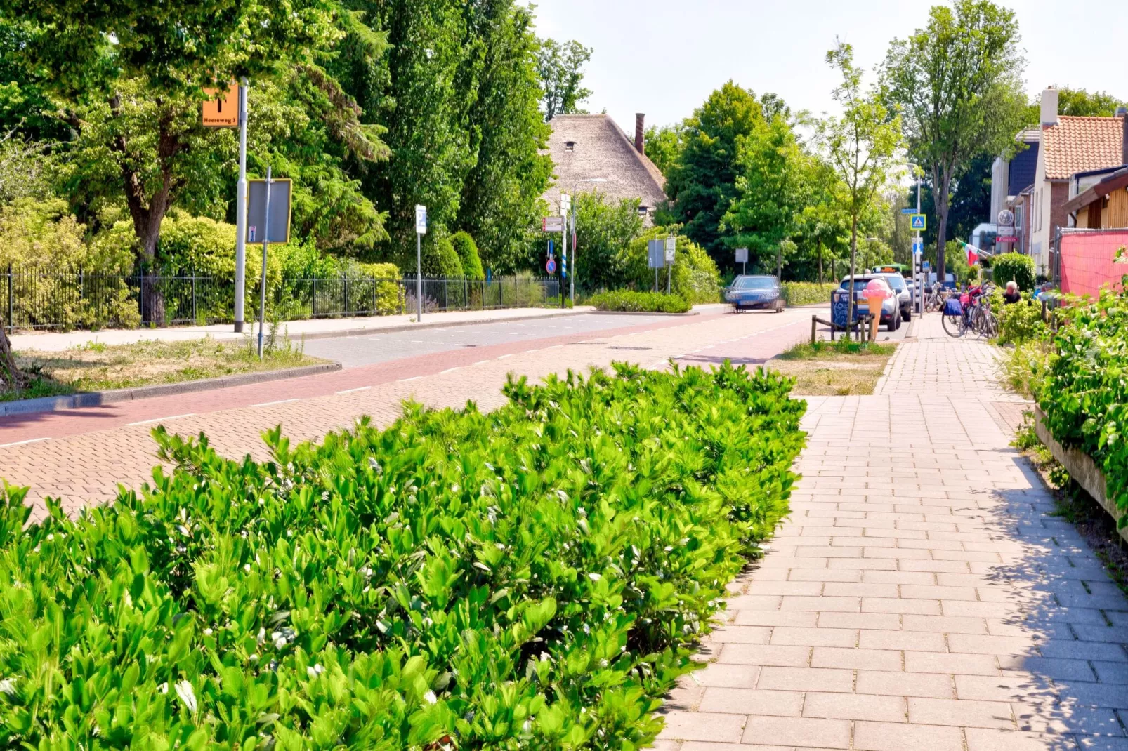 Bosberg-Gebieden zomer 1km