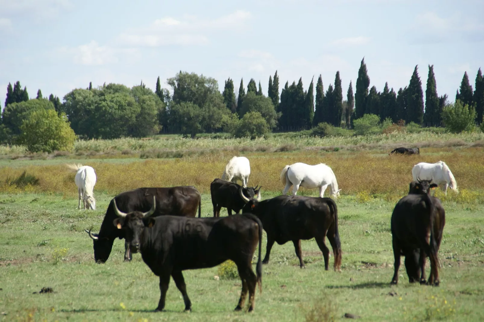 Villa Camargue-Gebieden zomer 1km