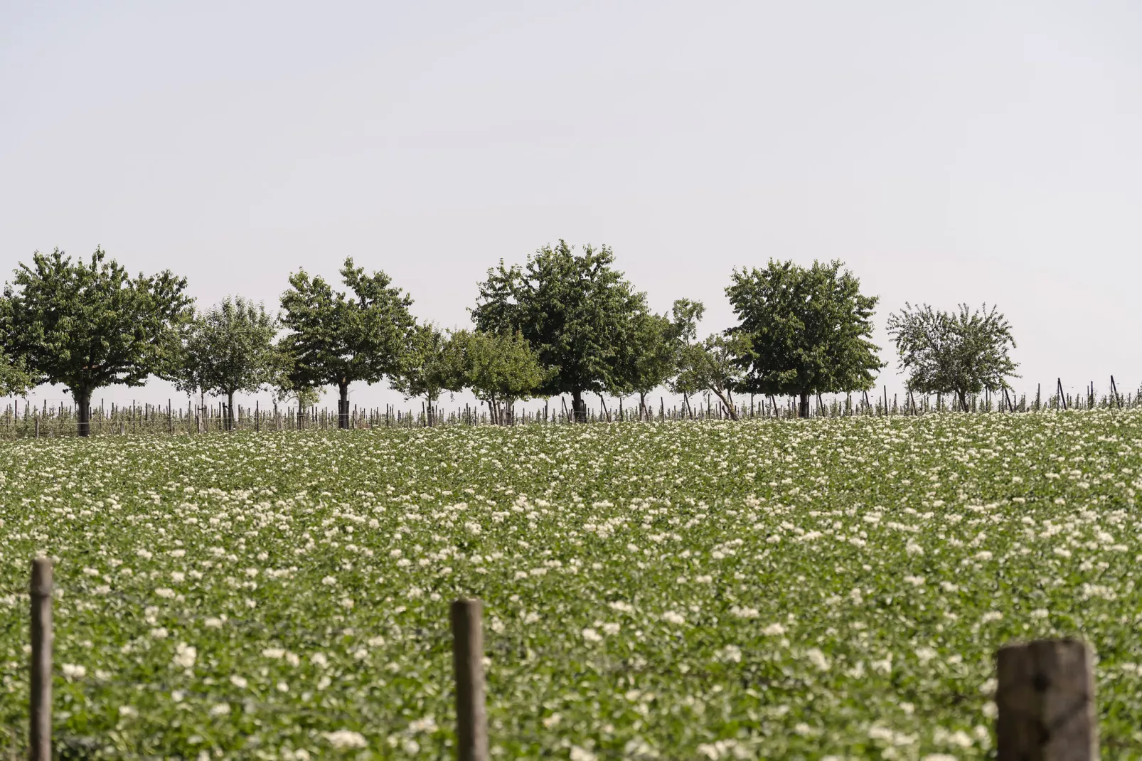 Meschermolen 1-Gebieden zomer 20km