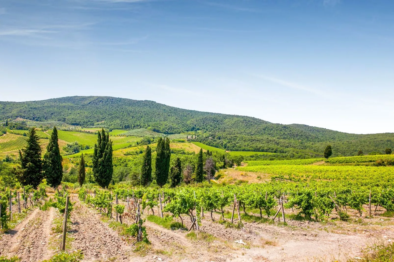 San Francesco Sangiovese-Gebieden zomer 5km