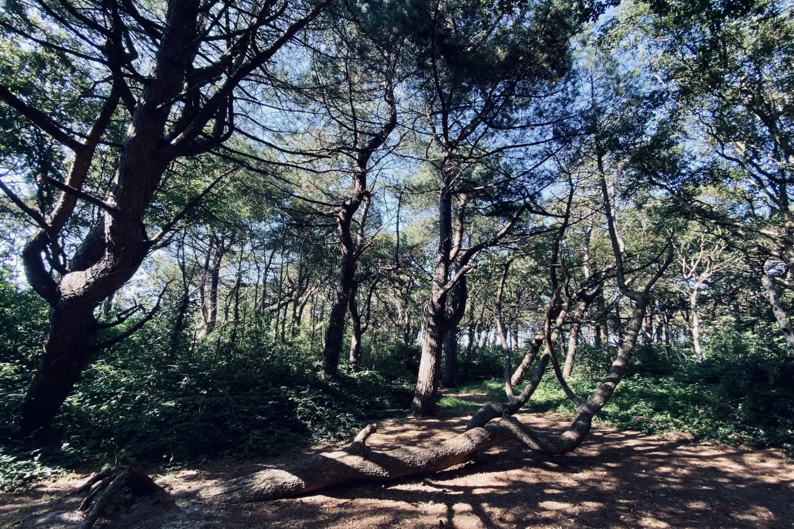 De Biotoop-Gebieden zomer 1km