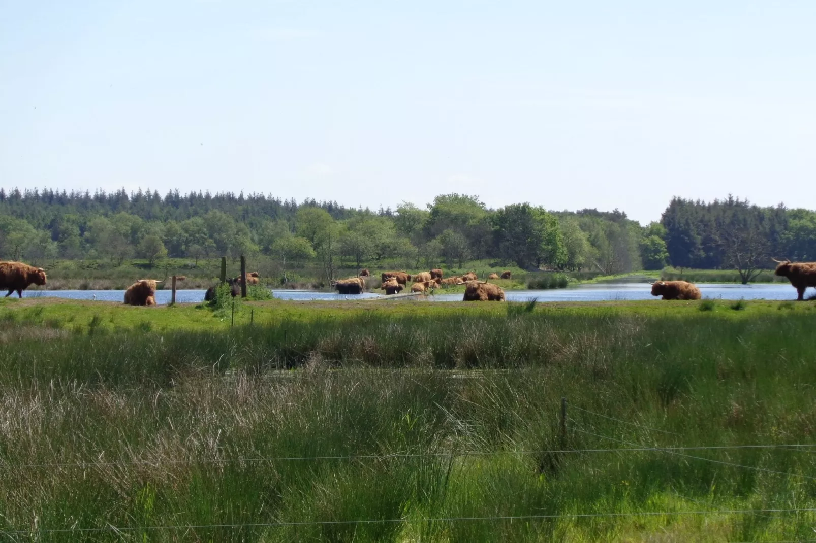 Singelhoeve-Gebieden zomer 1km