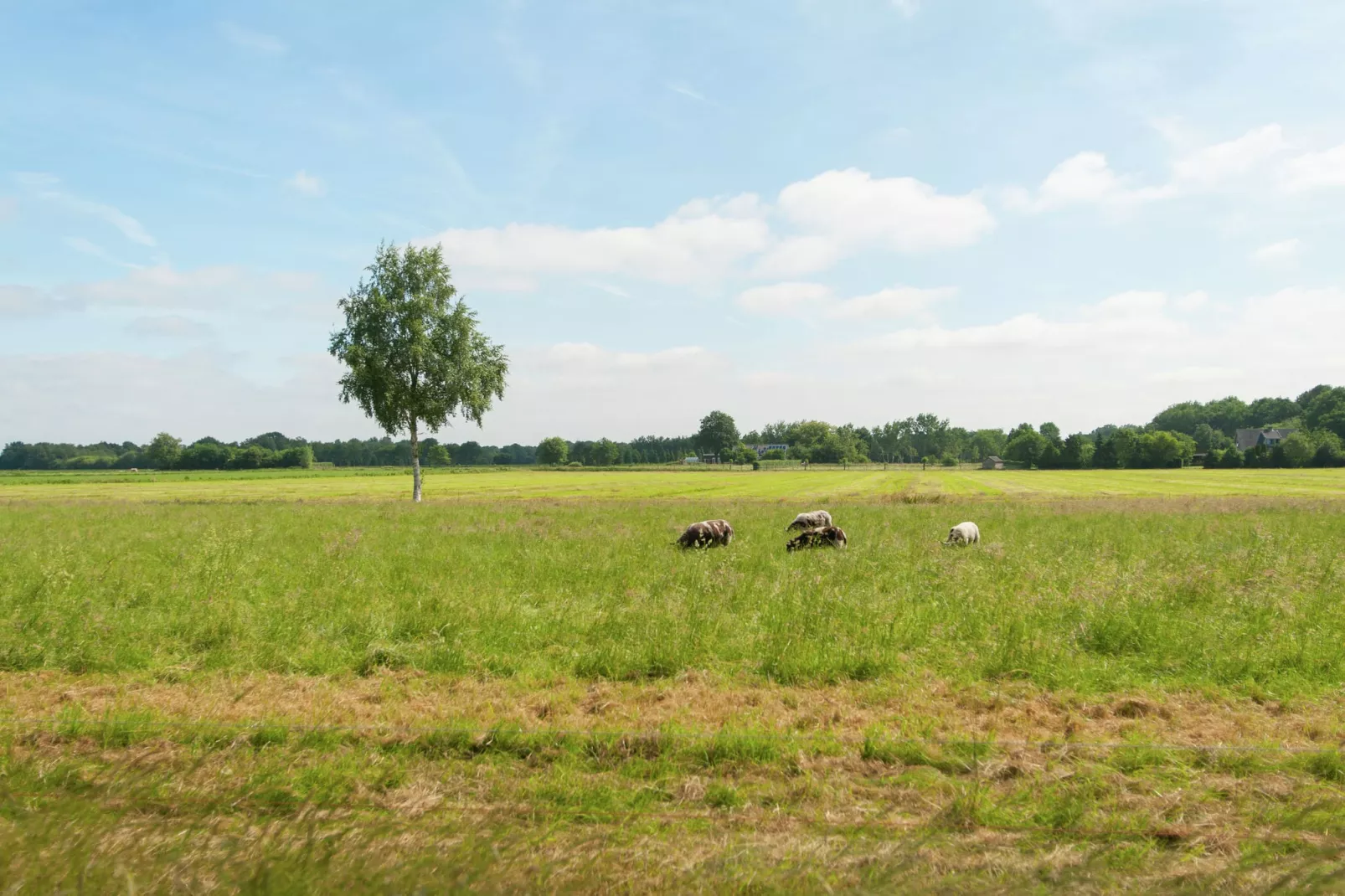 Haulervaart-Gebieden zomer 5km