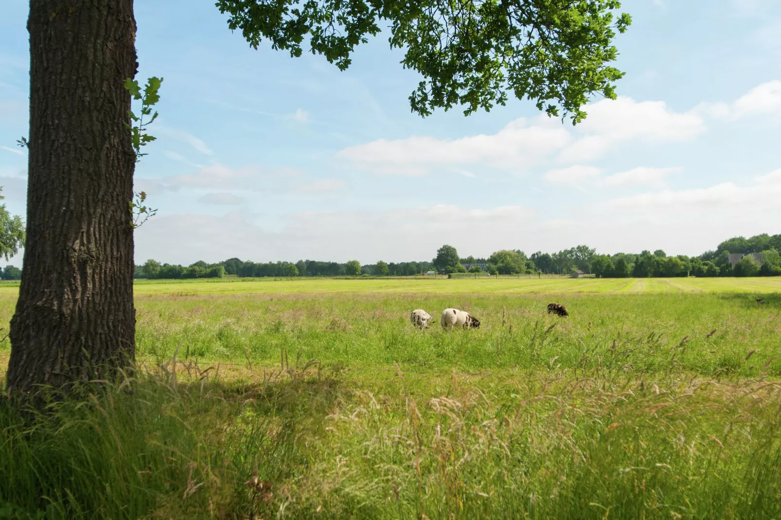 Haulervaart-Gebieden zomer 20km