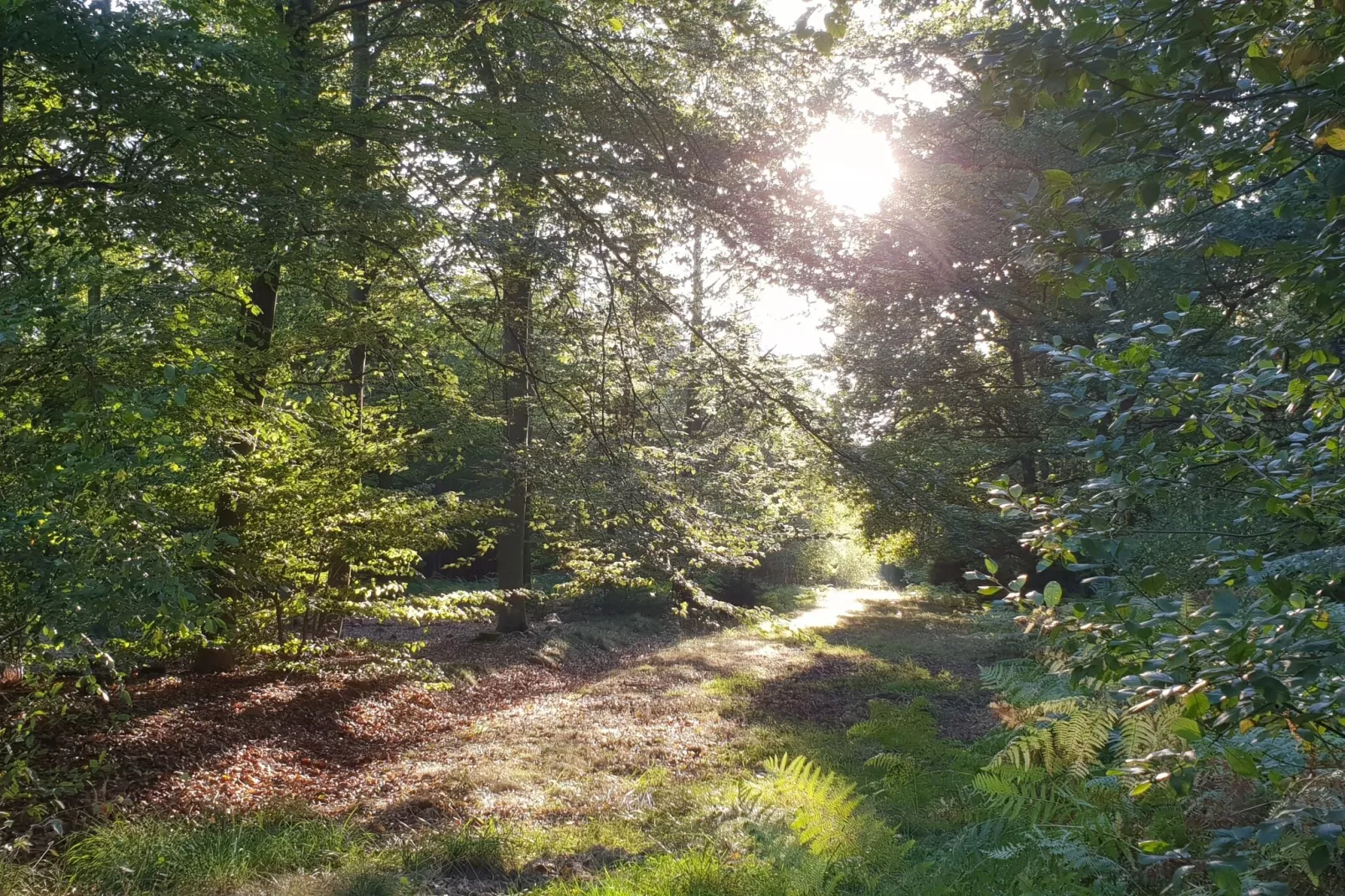 Le Dragon-Gebieden zomer 20km