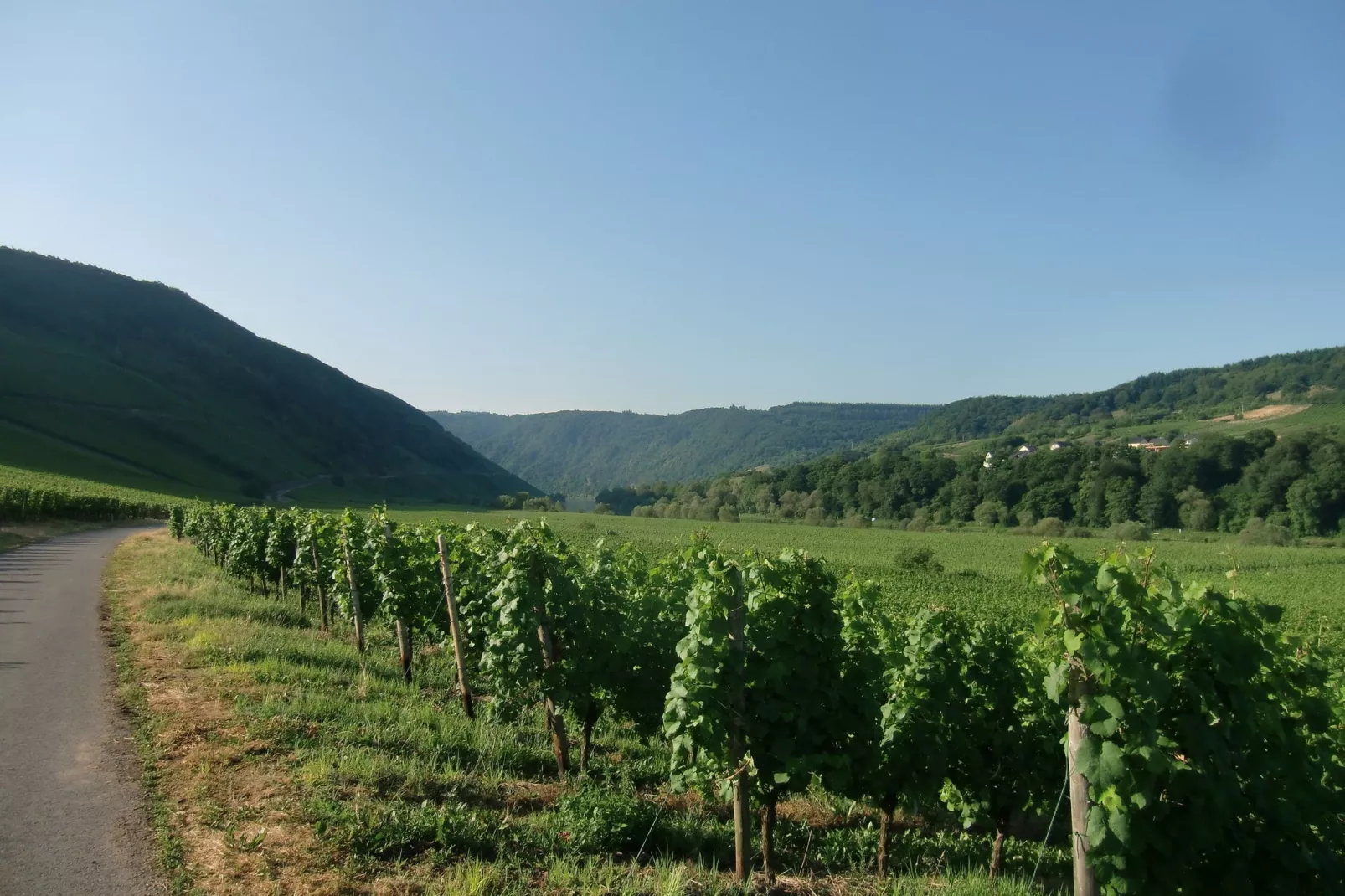 Haus Moselblick-Gebieden zomer 5km