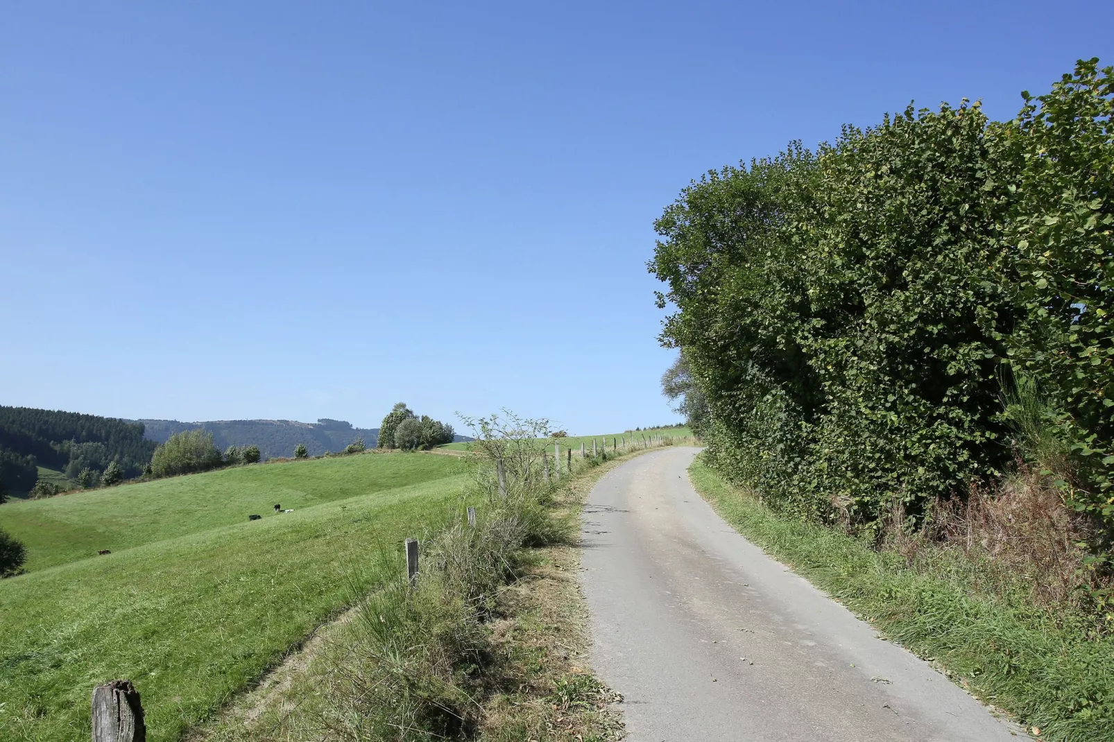 Murmeltier-Gebieden zomer 1km