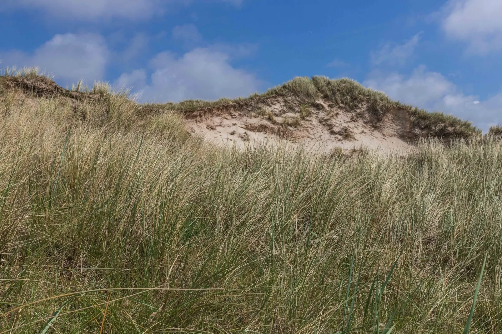 Gentiaan aan Zee-Gebieden zomer 5km