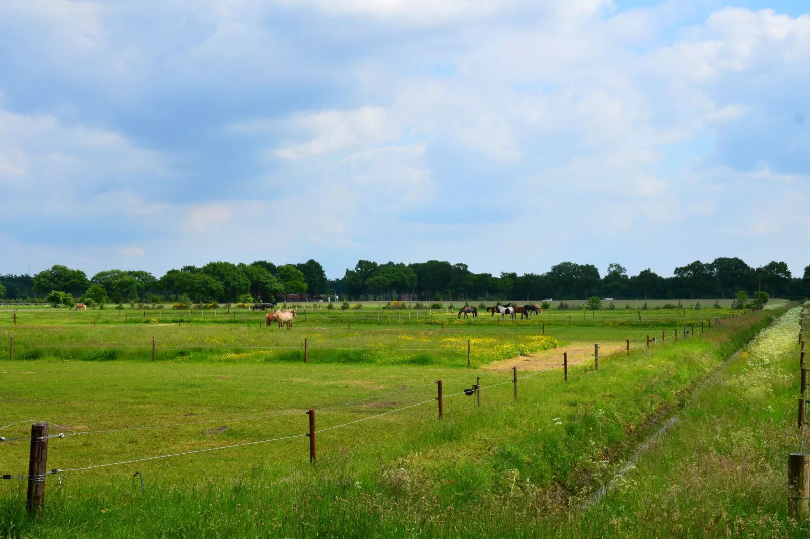 De Botterviever-Gebieden zomer 1km