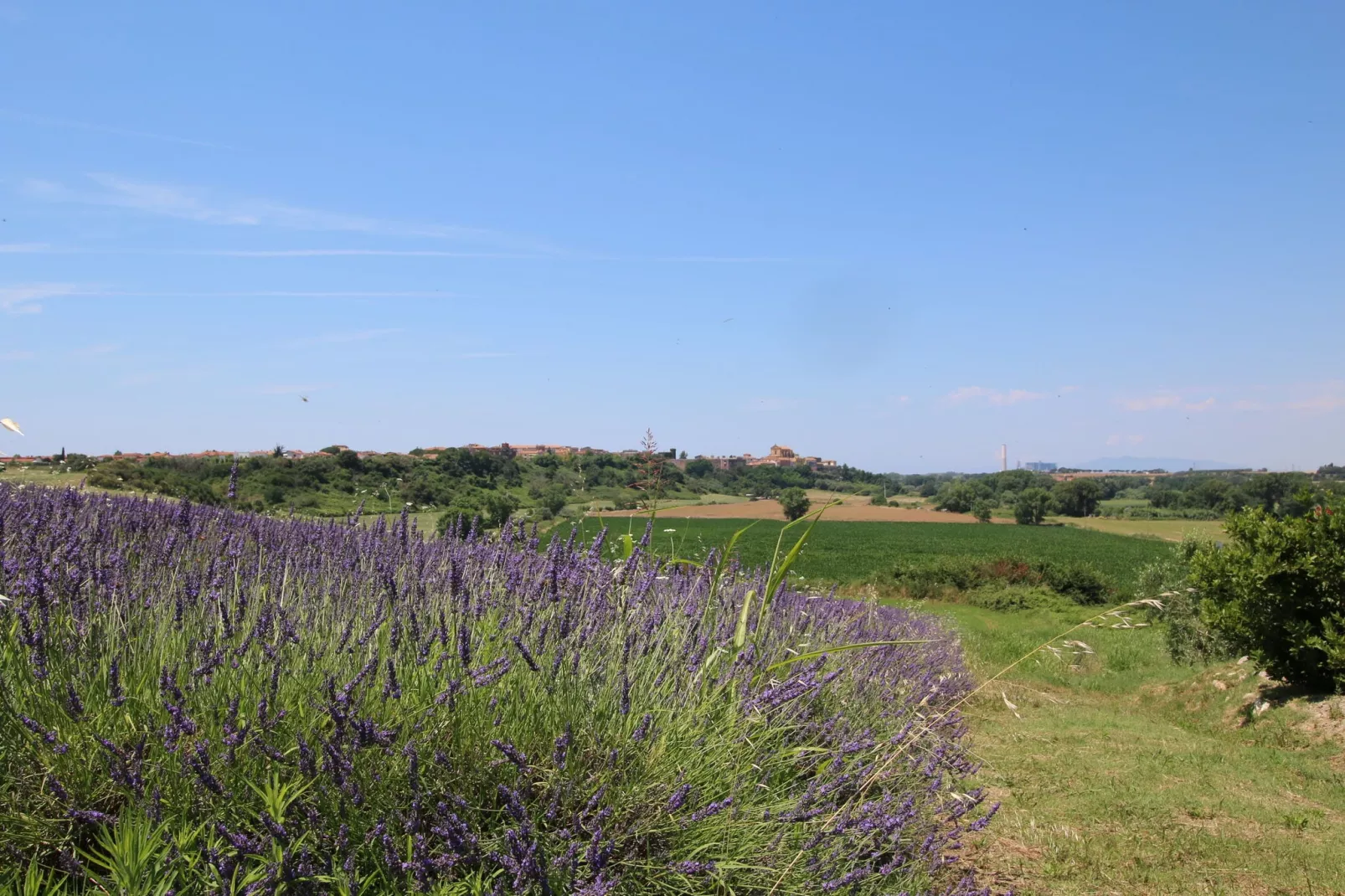 Lavanda-Tuinen zomer