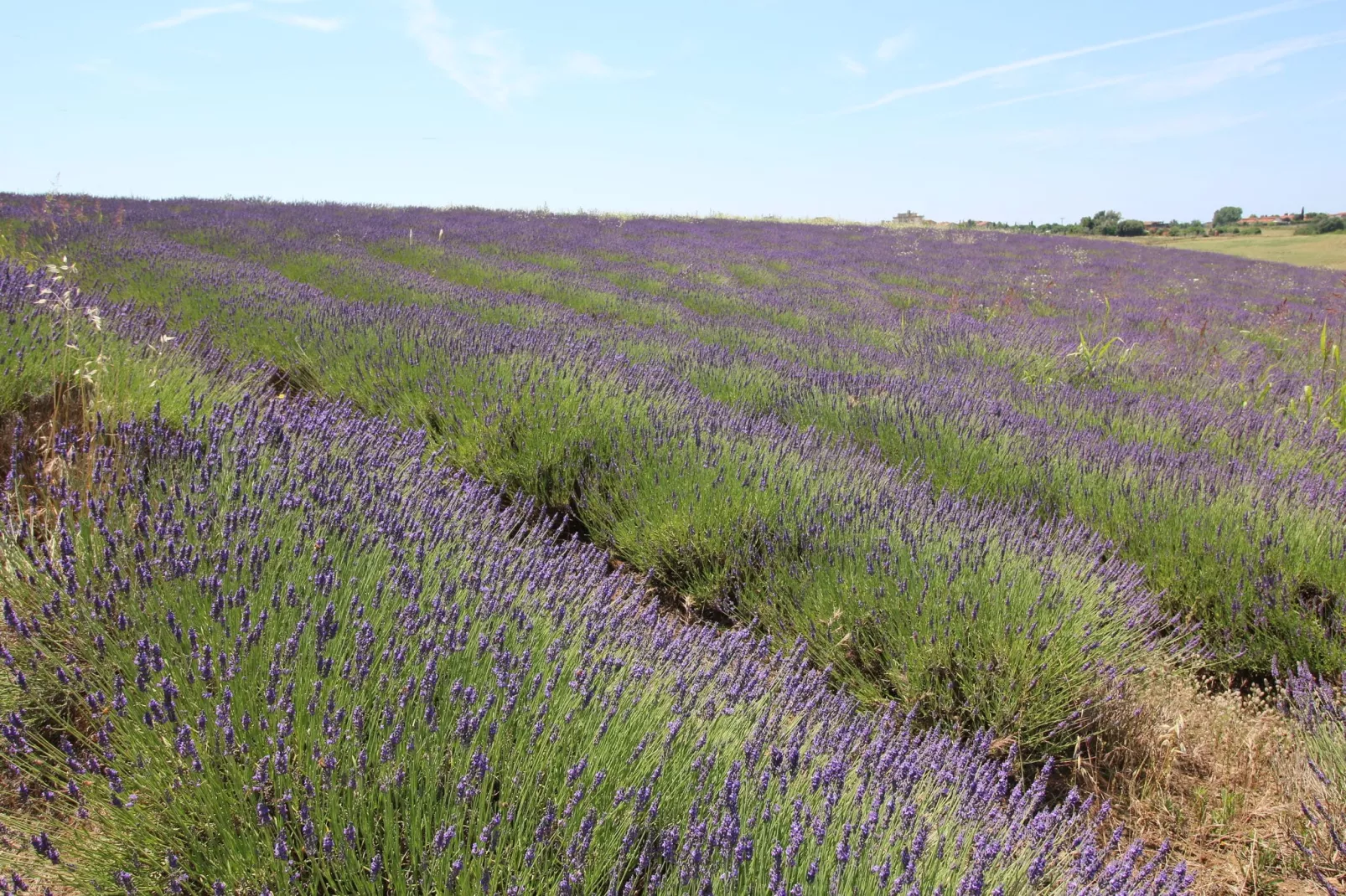 Lavanda-Tuinen zomer