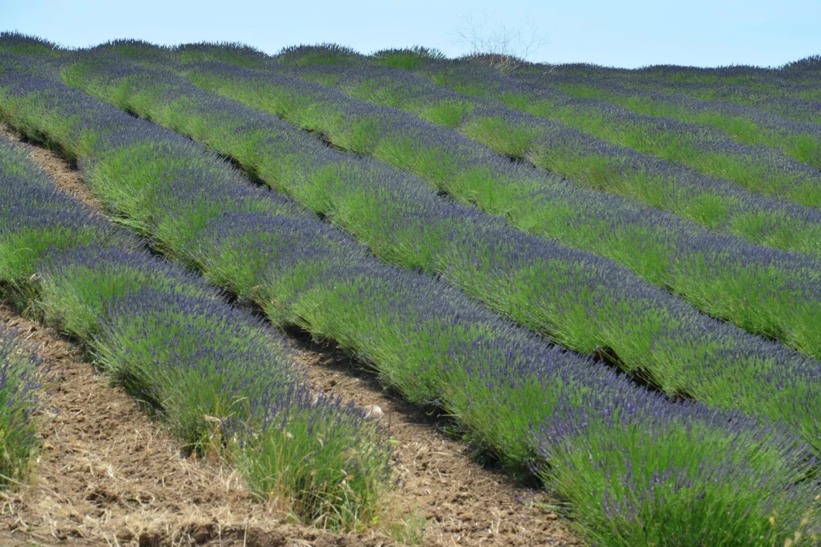 Lavanda-Gebieden zomer 1km