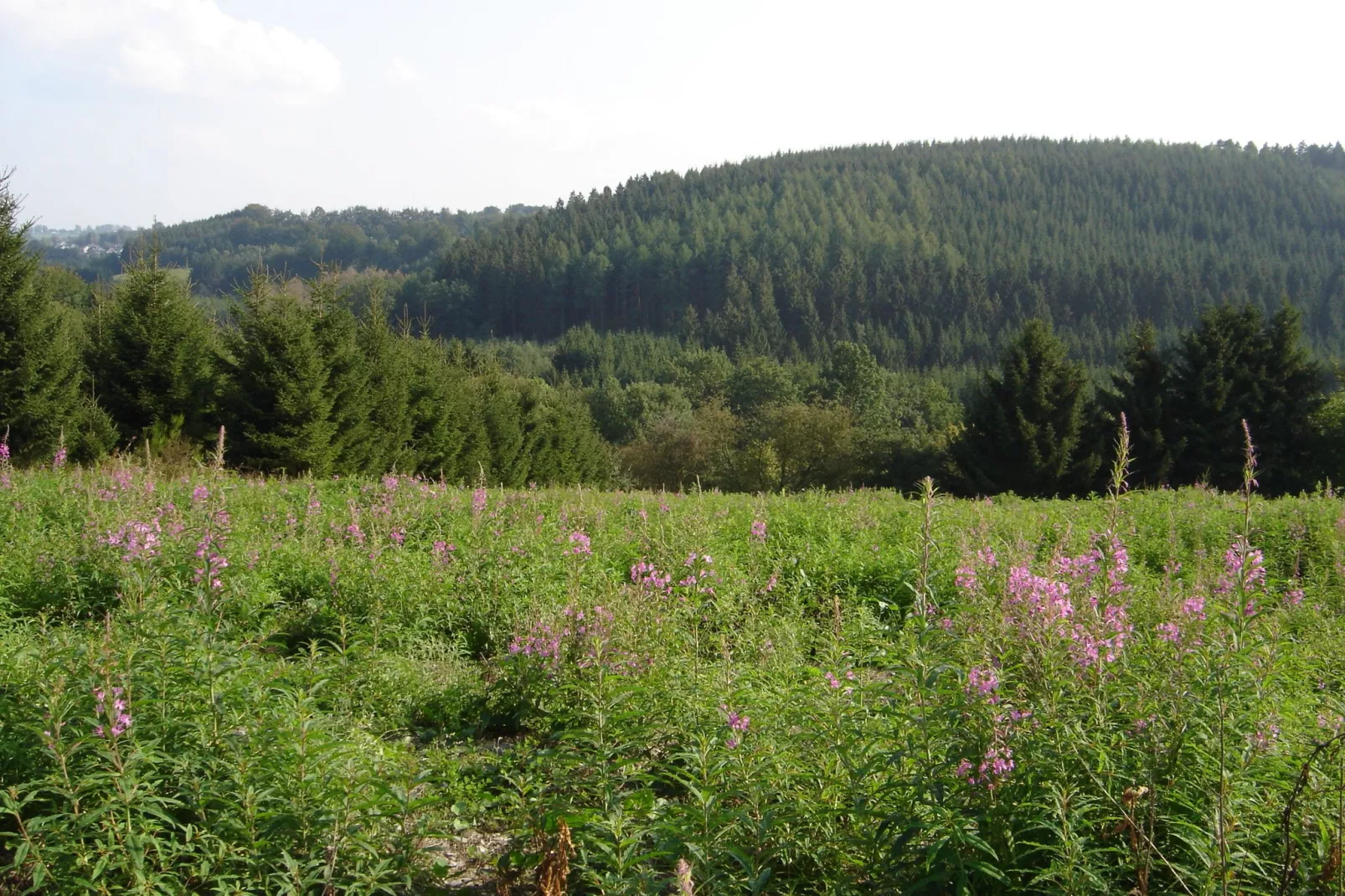 Domaine des Bouts de Fagnes-Gebieden zomer 1km