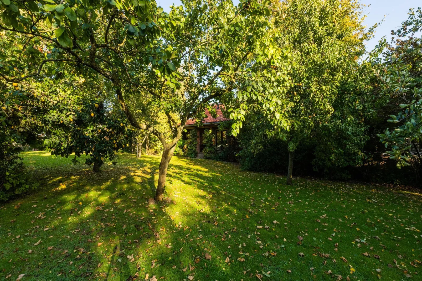 Vakantiewoning Wijnaldum-Tuinen zomer